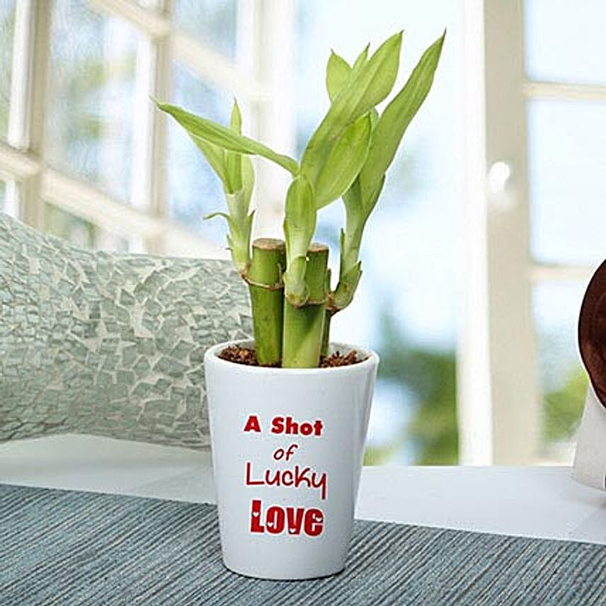 A Shot Of Lucky Love Plant