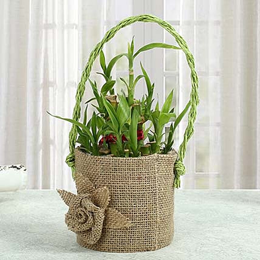 Bamboo Plant In Style