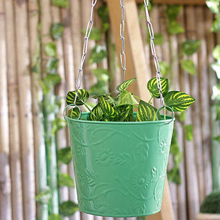 Green Hanging Bucket Planter