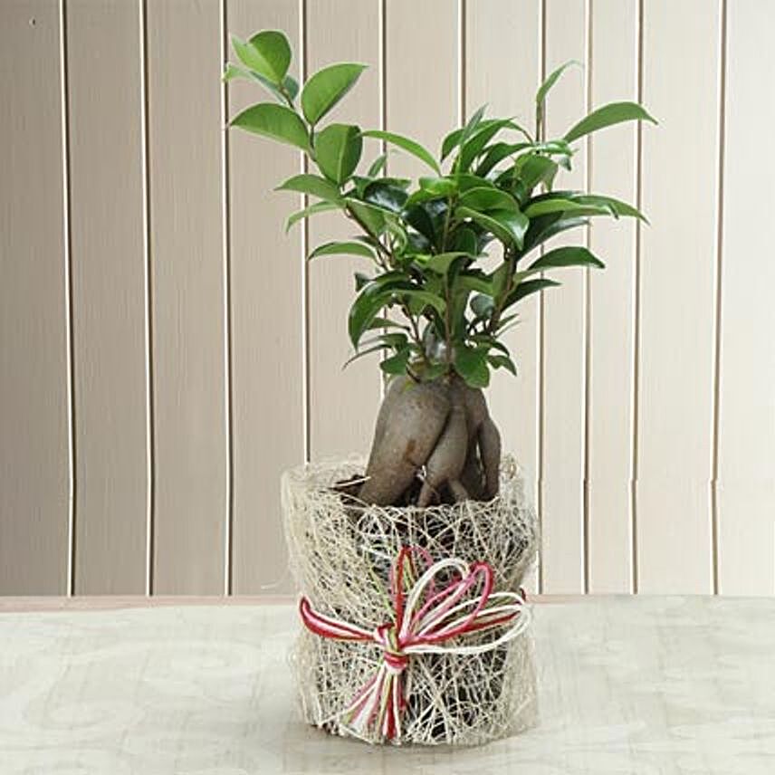 Potted Ficus Bonsai Plant