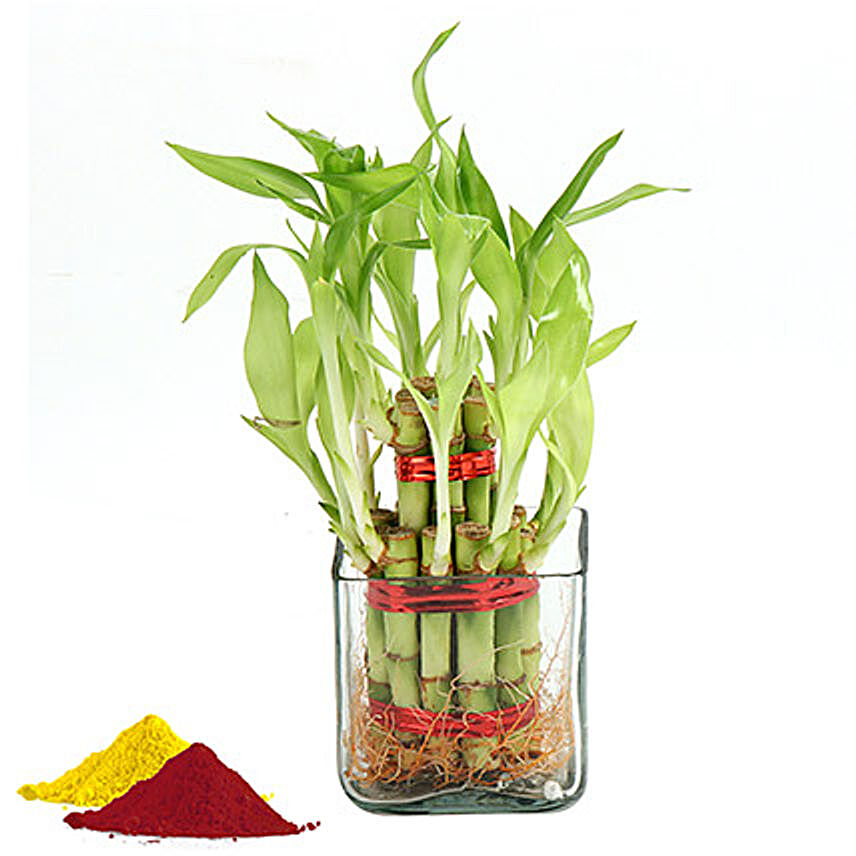 Two Layer Lucky Bamboo Plant with Color