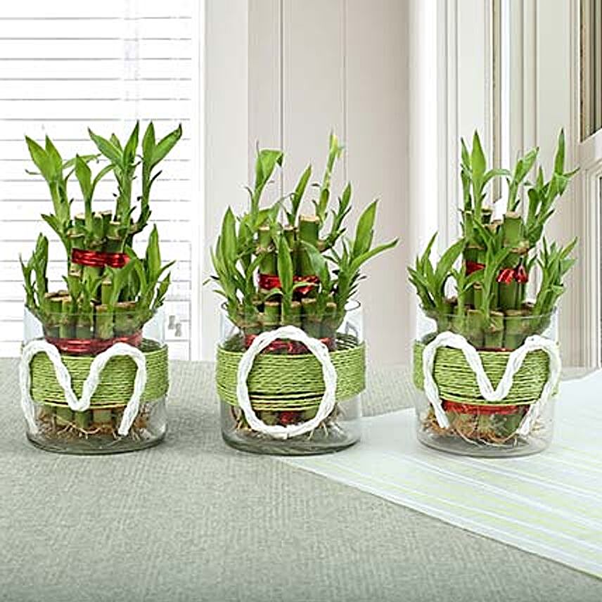 Evergreen Bamboo Plant for Mom