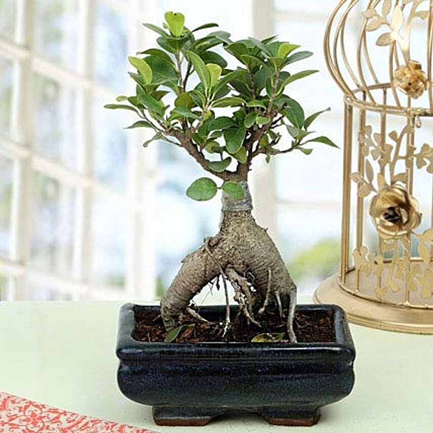 Appealing Ficus Ginseng Bonsai Plant