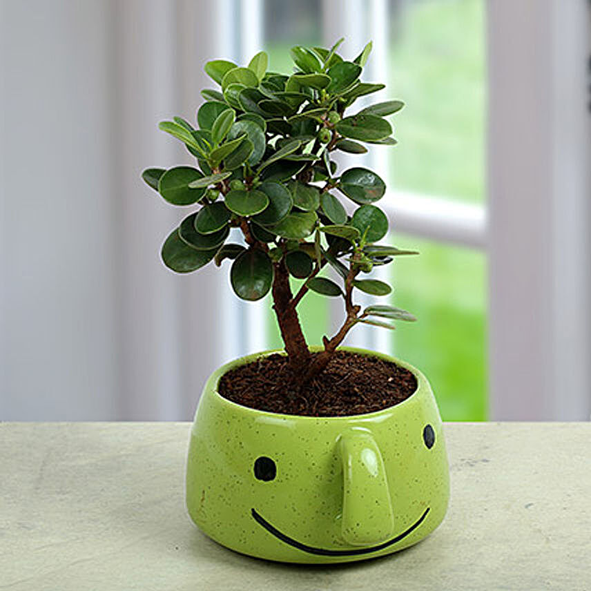 Ficus Dwarf In Smiley Vase