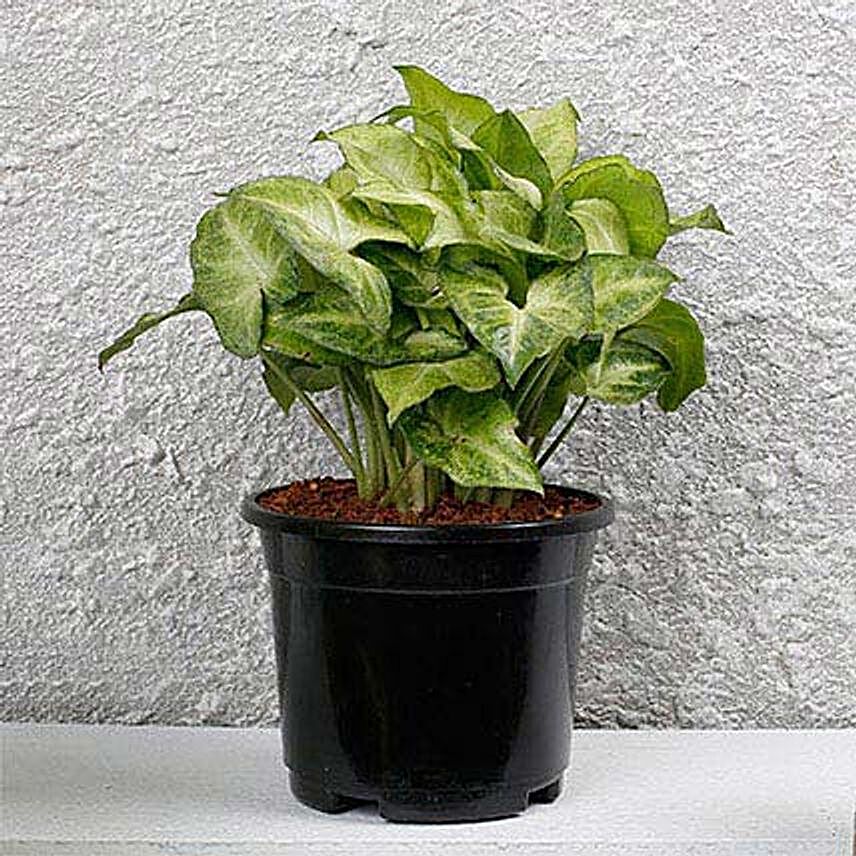 Syngonium White Plant In Black Pot