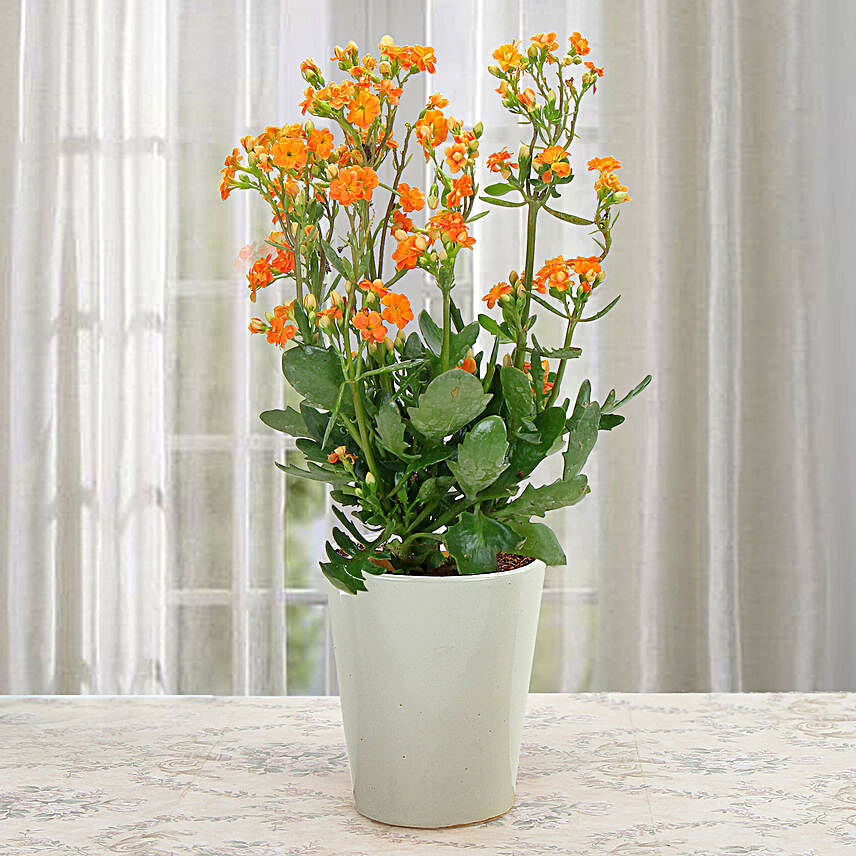 Beautiful Kalanchoe Orange Plant 
