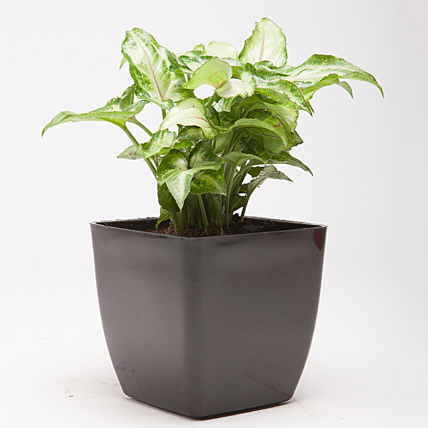 Syngonium Green Plant in Plastic Pot