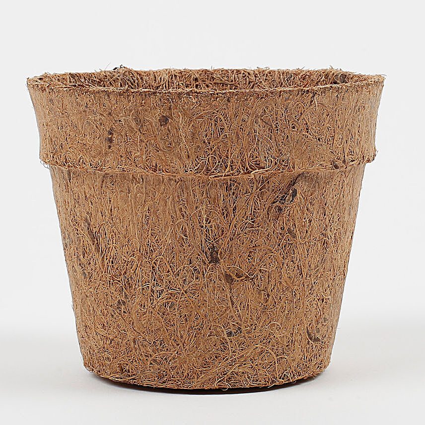 Bio Degradable Coconut Husk Pot Small