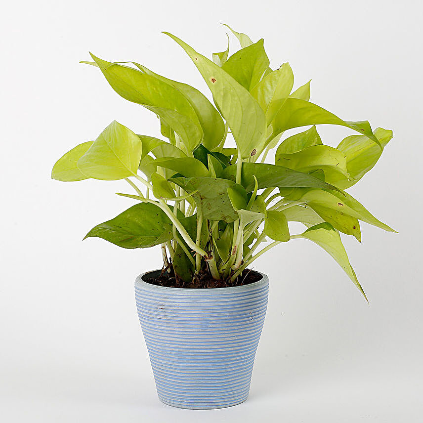 Golden Money Plant in Blue Recycled Plastic Lining Pot