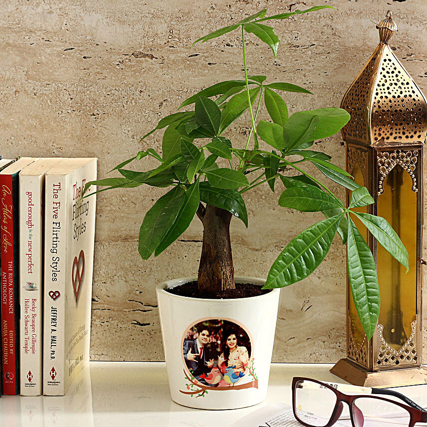 Pachira Bonsai in Personalised Photo Ceramic Pot