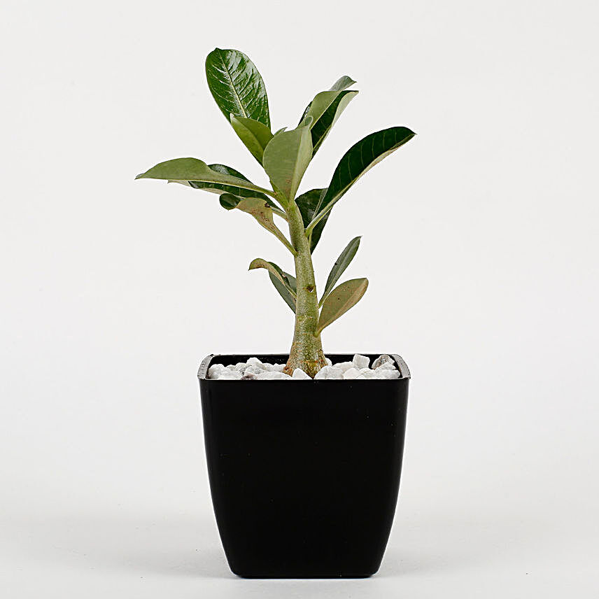 Adenium Dwarf Plant In Black Imported Plastic Pot