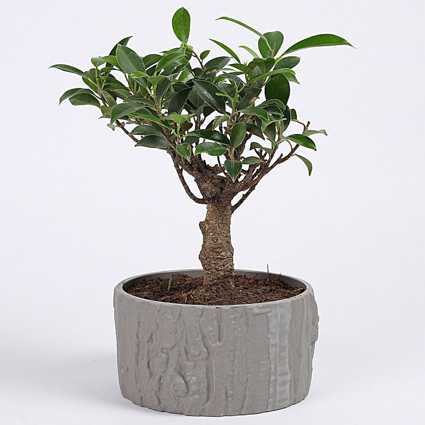 Ficus Bonsai Plant in Grey Melamine Pot
