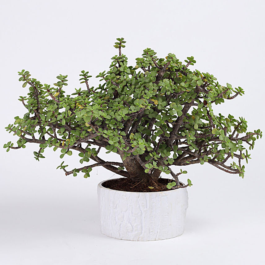 Jade Bonsai Plant in White Melamine Pot