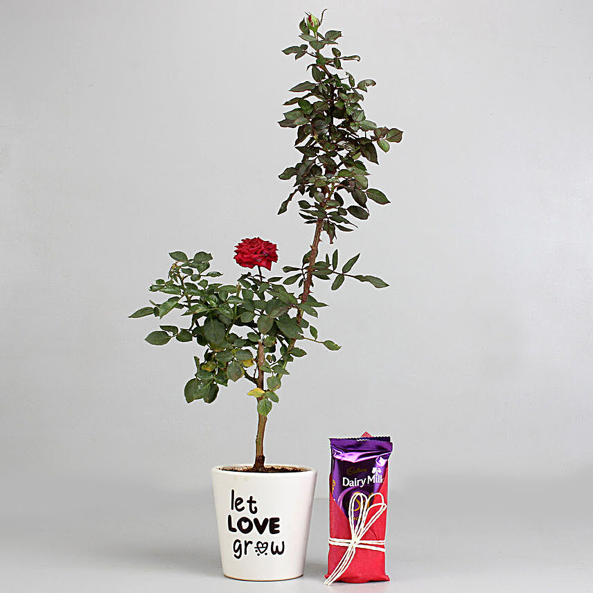 Red Rose Plant with Dairy Milk Silk Chocolates