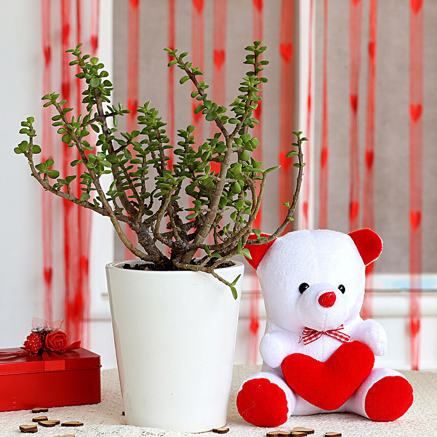 Jade Plant & Red Heart Teddy Bear Combo