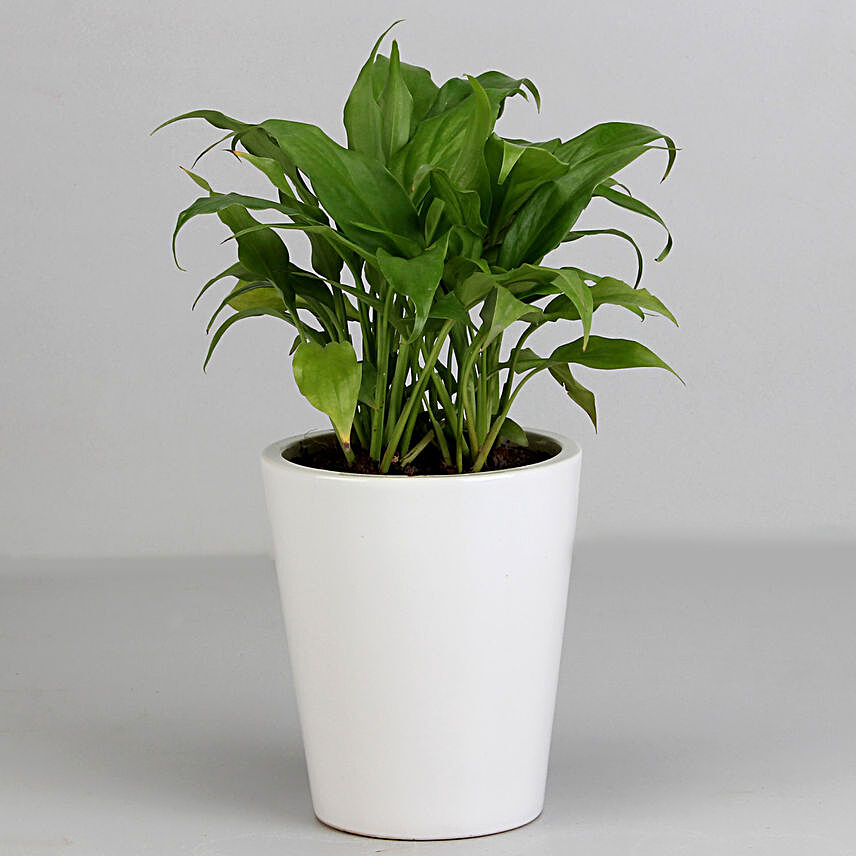 Peace Lily Plant in White Ceramic Pot