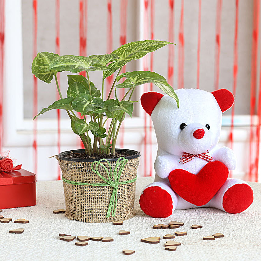 Syngonium Plant & Red Heart Teddy Bear Combo