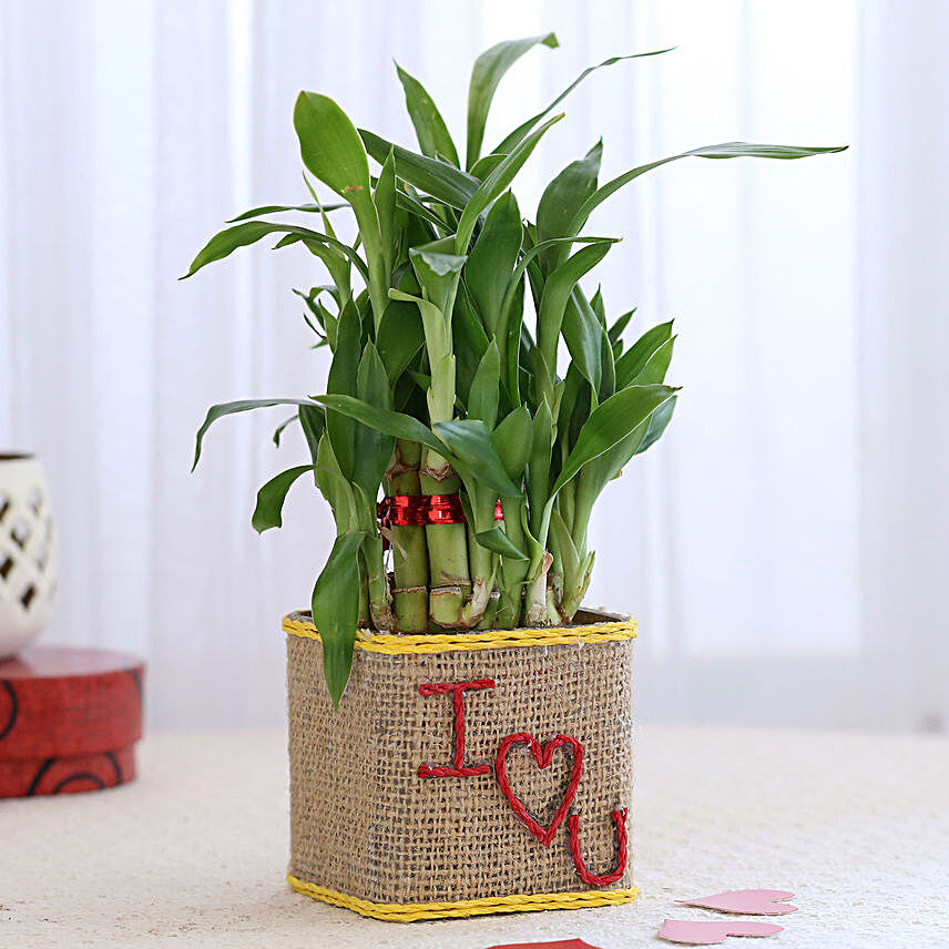 Valentine Special 2 Layer Lucky Bamboo In I Love U Glass Vase