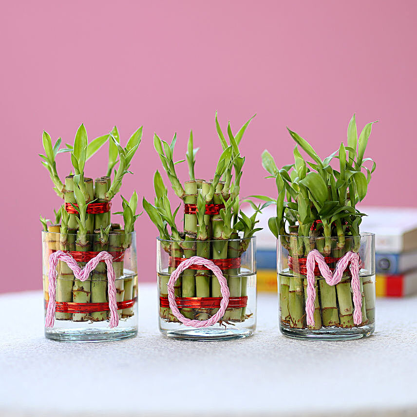 Three Lucky Bamboo Plants For Mom