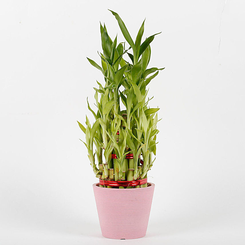 Three Layer Bamboo Plant in Pink Recycled Plastic Pot