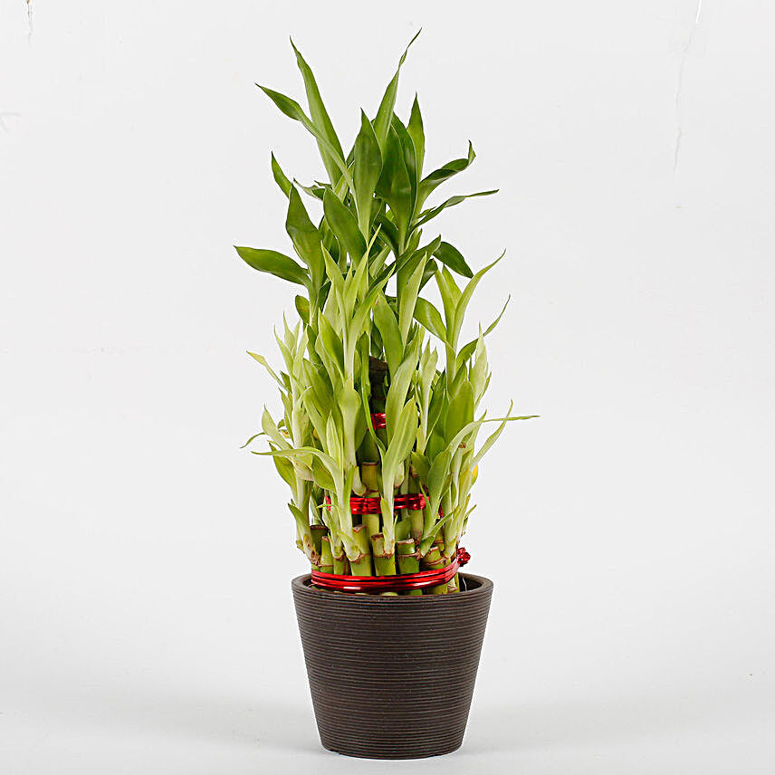 Three Layer Bamboo Plant in Recycled Plastic Pot