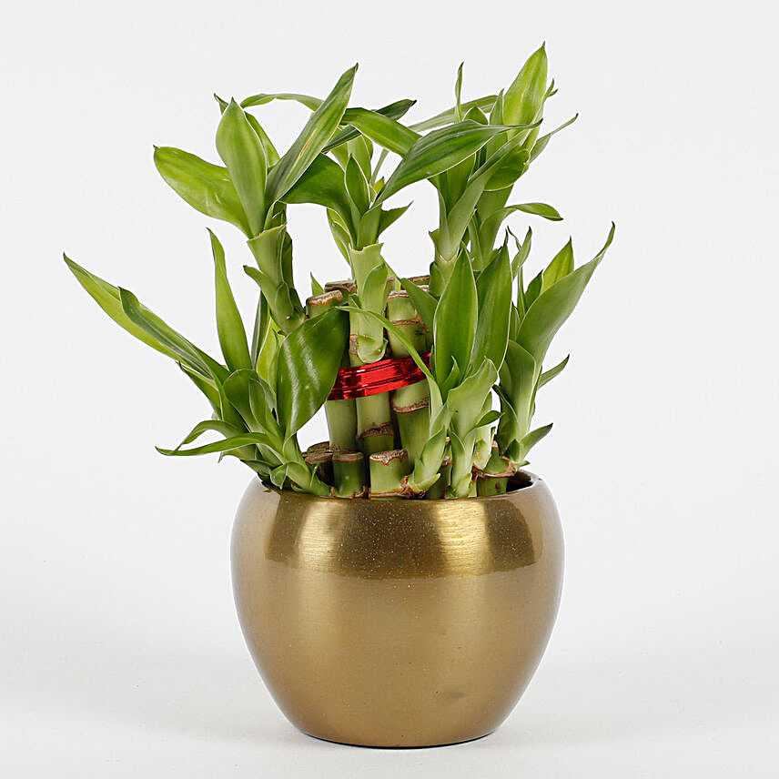 Two Layer Bamboo Plant in Copper Orchid Metal Pot
