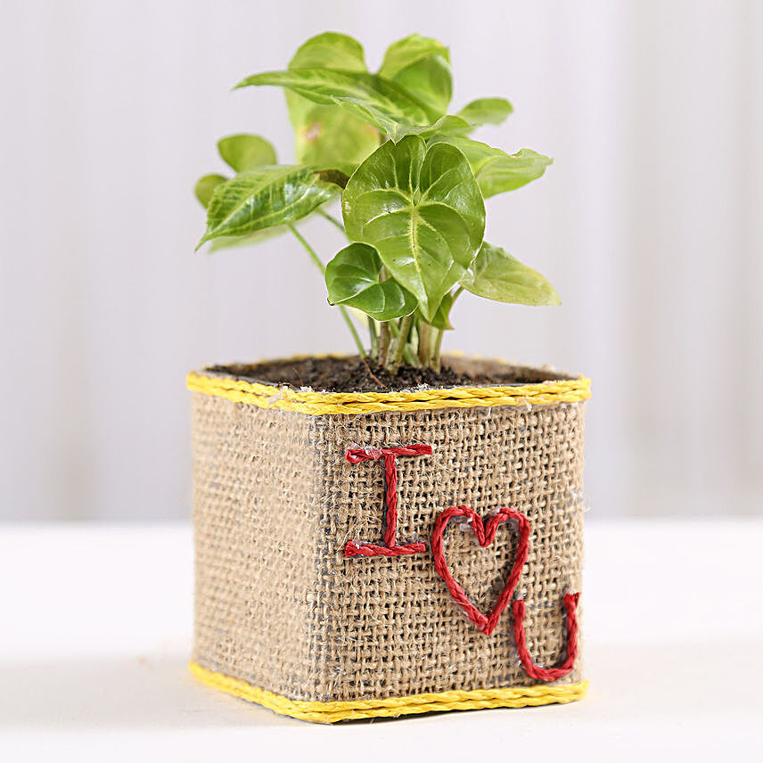 Syngonium Plant in I Love You Vase
