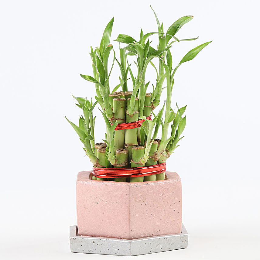 2 Layer Bamboo In Hexafun Concrete Pot With Tray