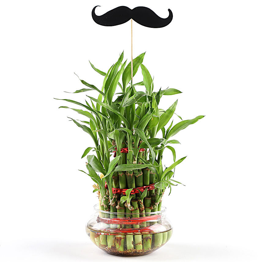 3 Layer Bamboo Plant With Moustache