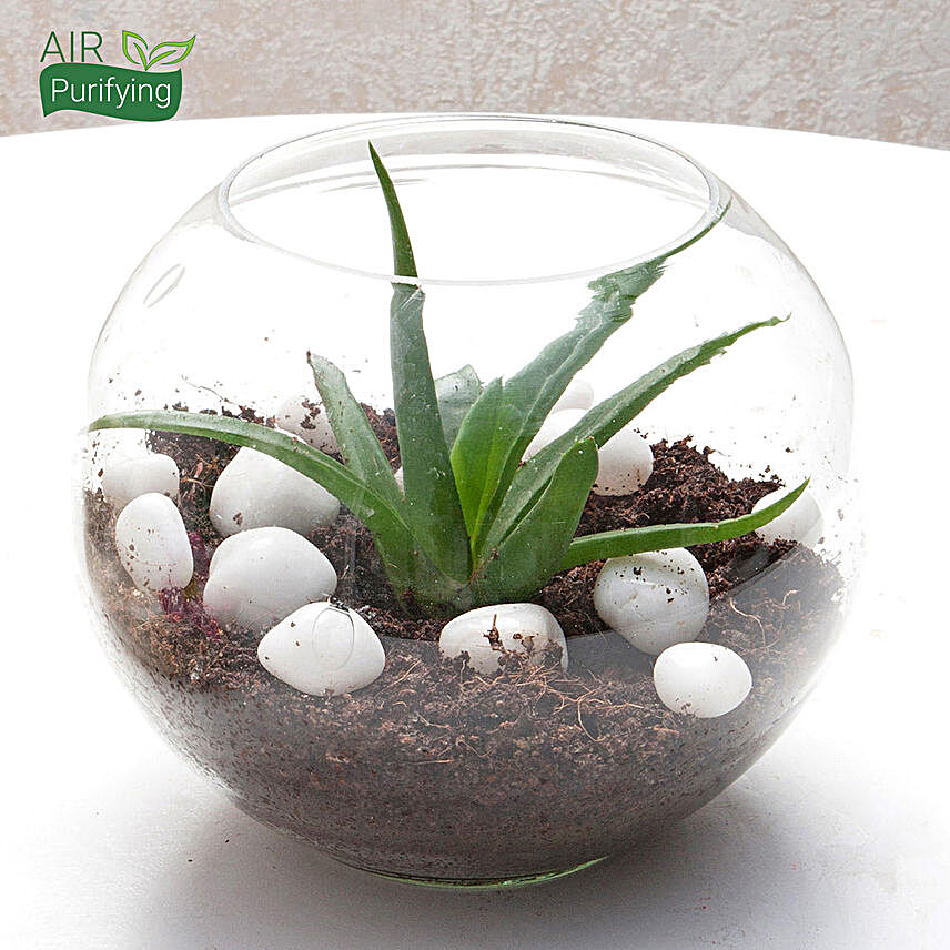 Multipurpose Aloe Vera Plant Terrarium