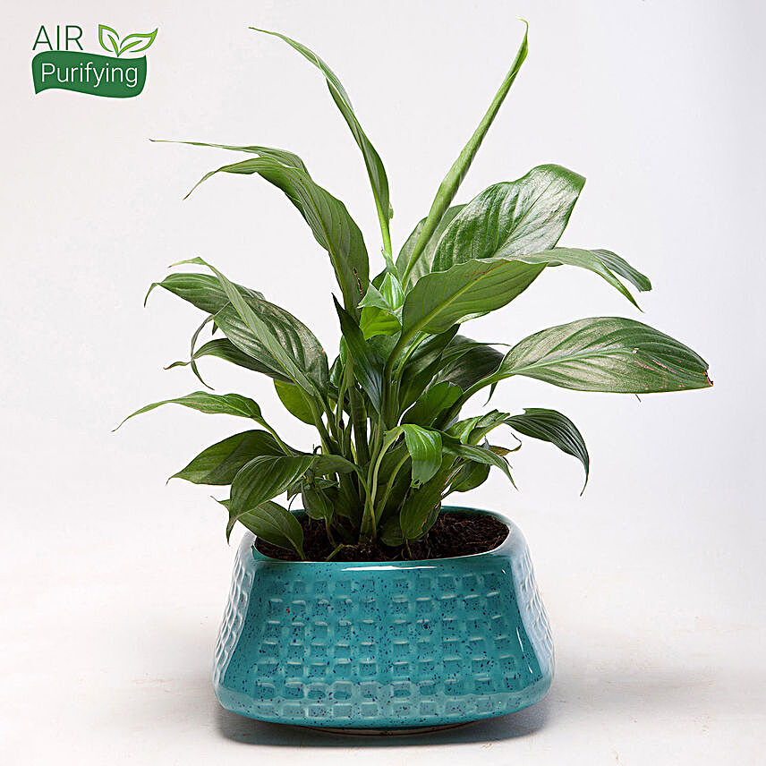 Peace Lily Plant in Blue Ceramic Pot