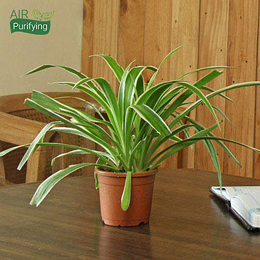 air-purifying-plant