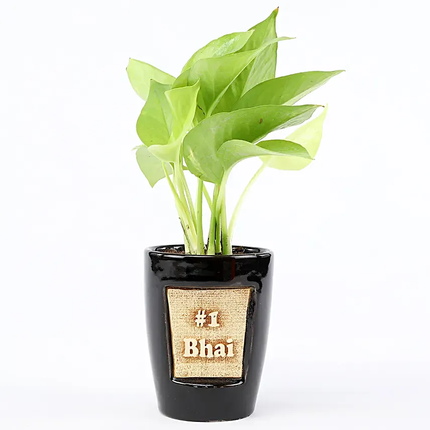 Golden Money Plant In No One Bhai 3D Pot