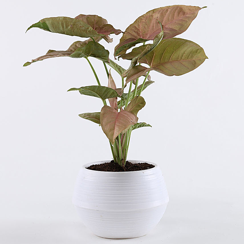 Pink Syngonium Plant In White Pot