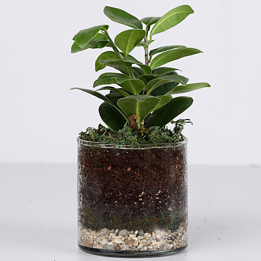 Ficus Compacta Plant 4" Cylinder Glass Terrarium