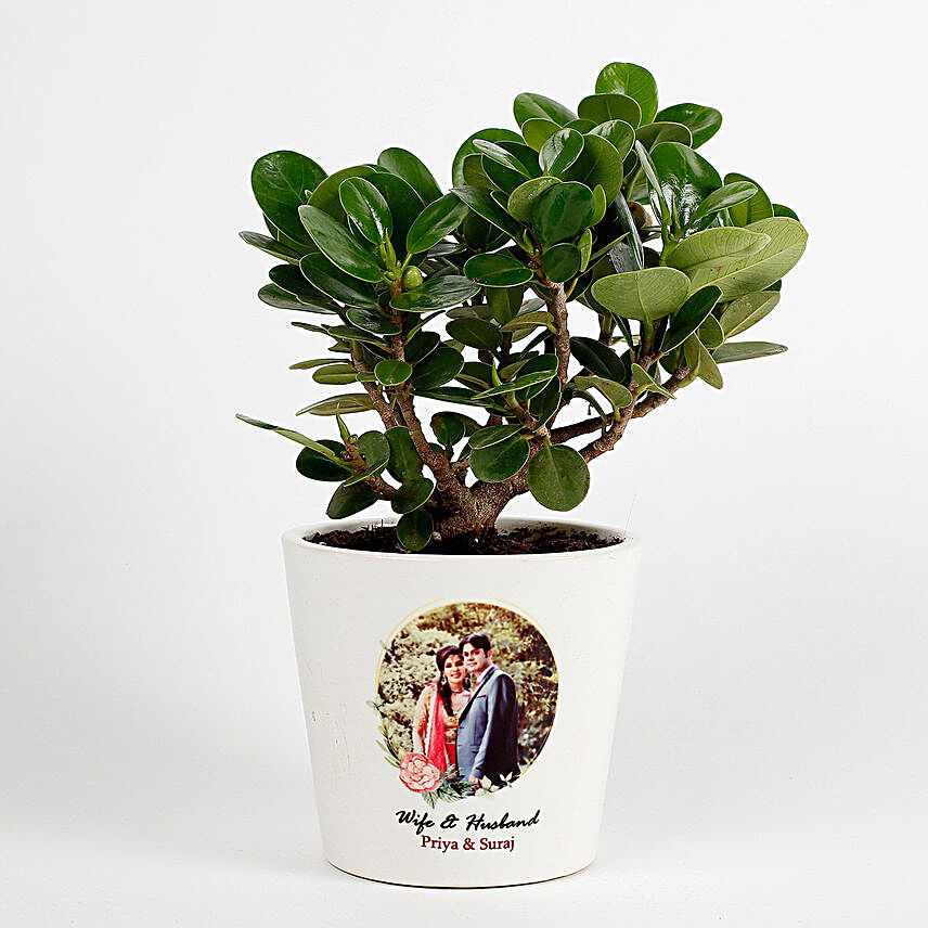 Ficus Dwarf Plant in White Personalised Ceramic Pot