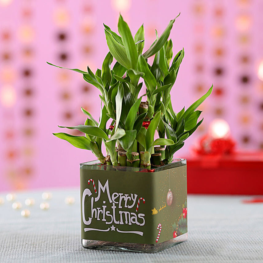2 Layer Bamboo Plant Christmas Wishes