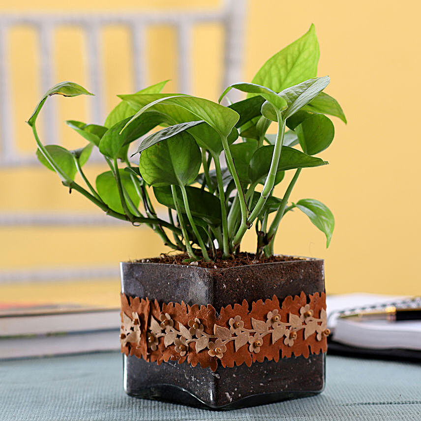 Gold King Money Plant in Square Glass Pot with Flower Lace