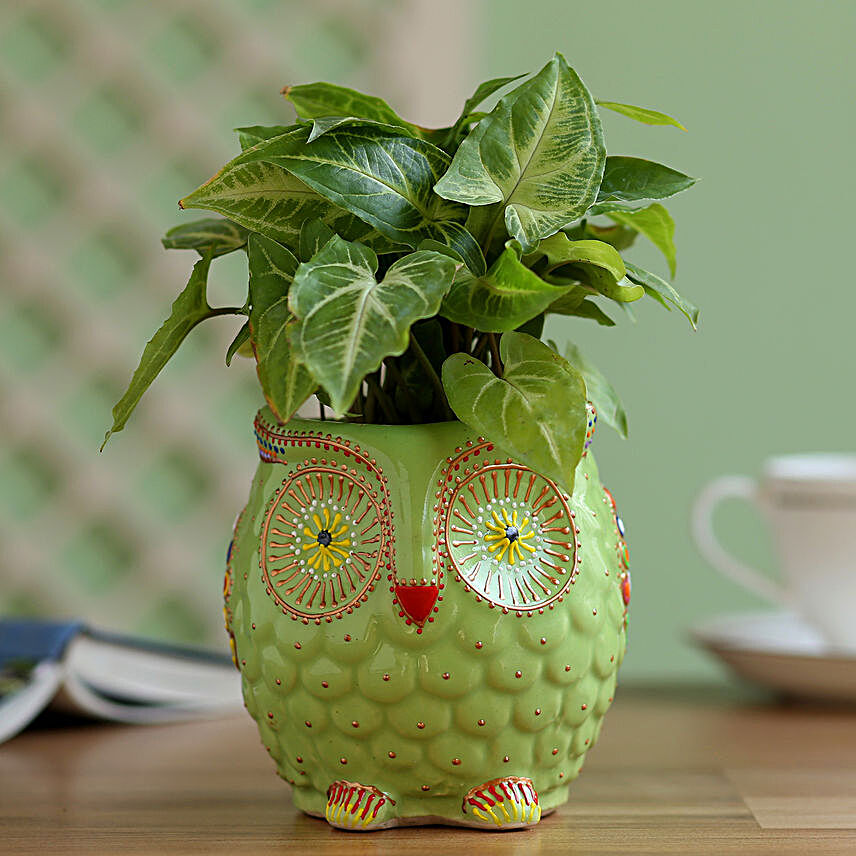 Syngonium Plant in Owl Hand Painted Planter
