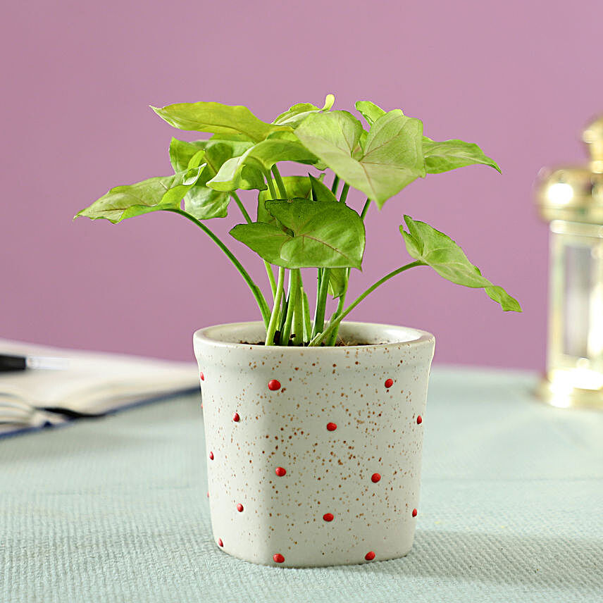 Syngonium Plant in Polka Dots Ceramic Pot