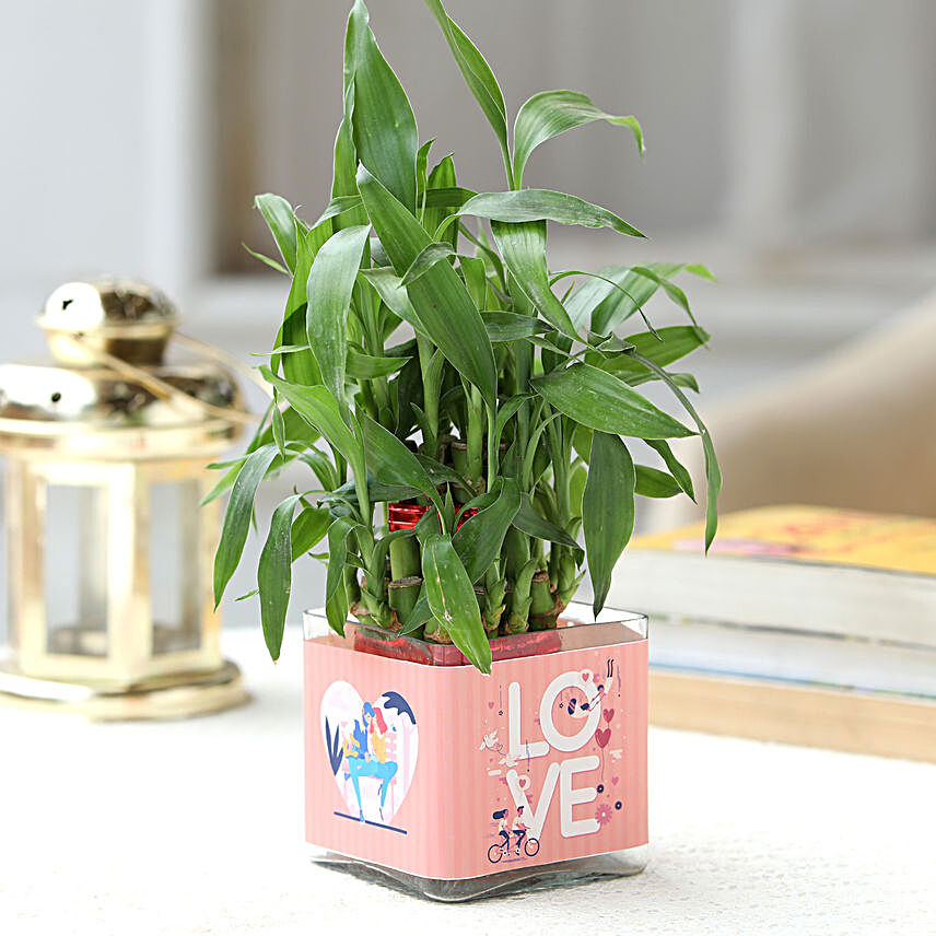 Love Special 2 Layer Bamboo Plant