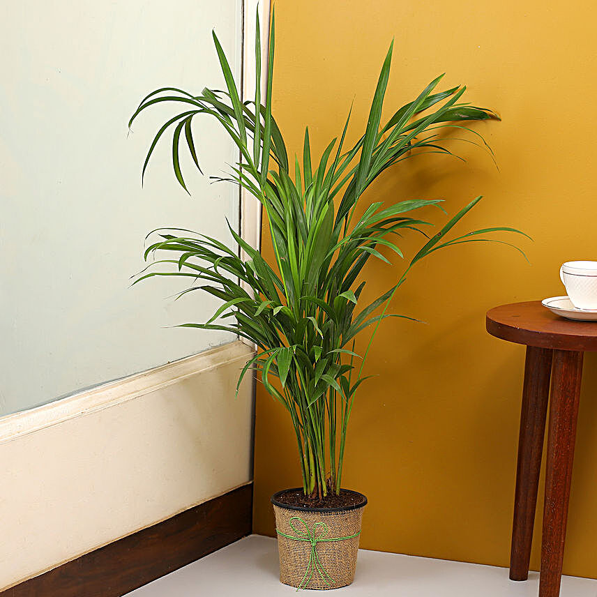 Areca Palm Plant In Black Nursery Plant