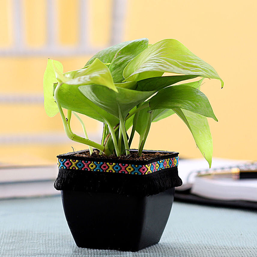 Neon Money Plant in Black Square Pot with Boho Lace