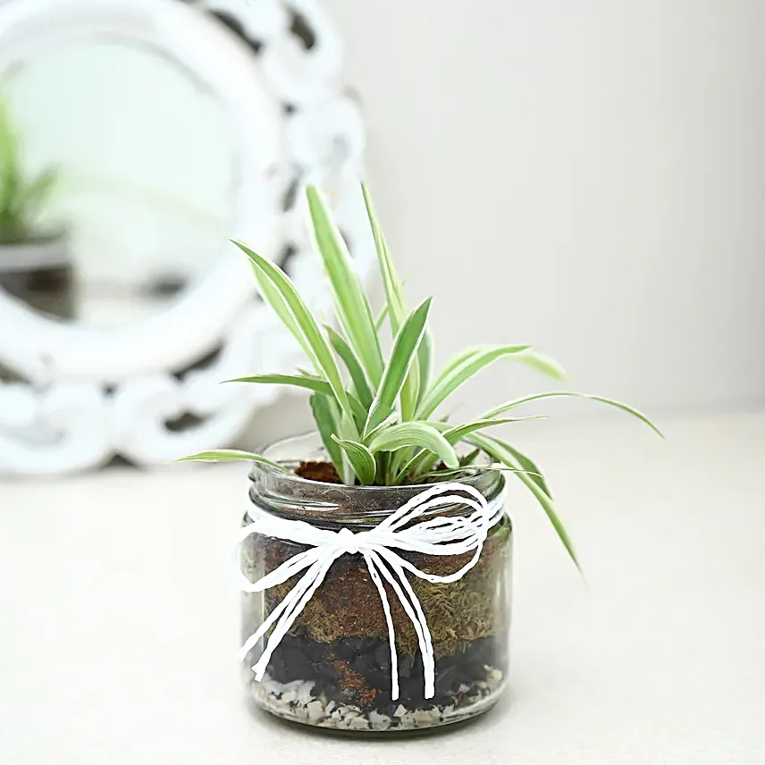 Spider Plant Mason Jar Terrarium