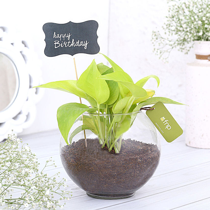 Money Plant Terrarium For Birthday
