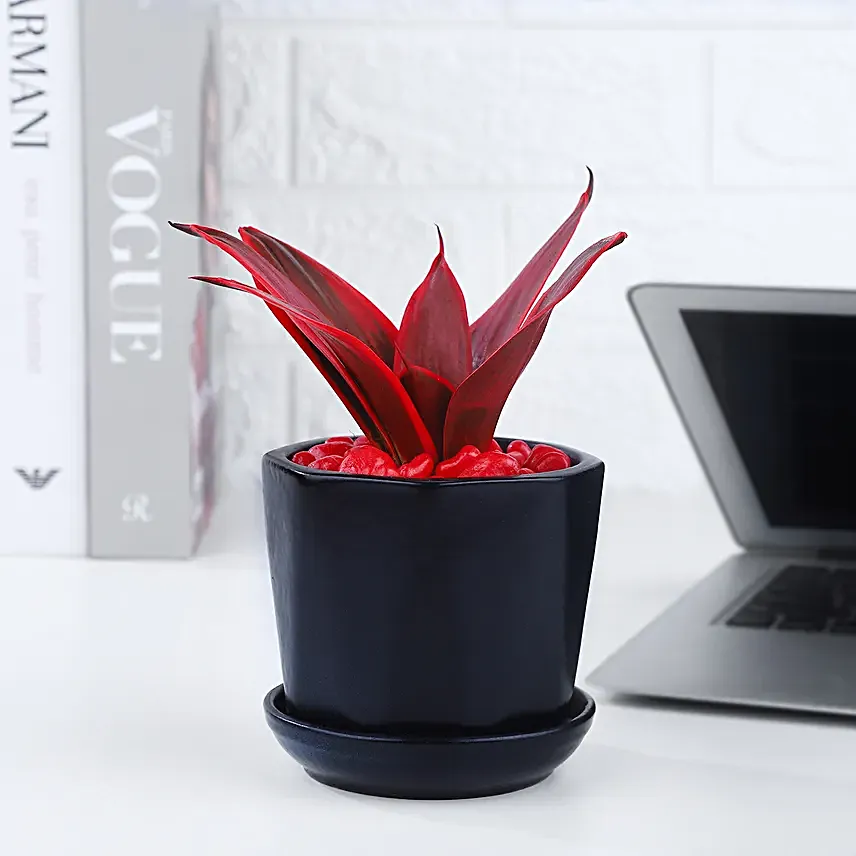 Love Inspired Sansveria Plant In Black Cup Pot