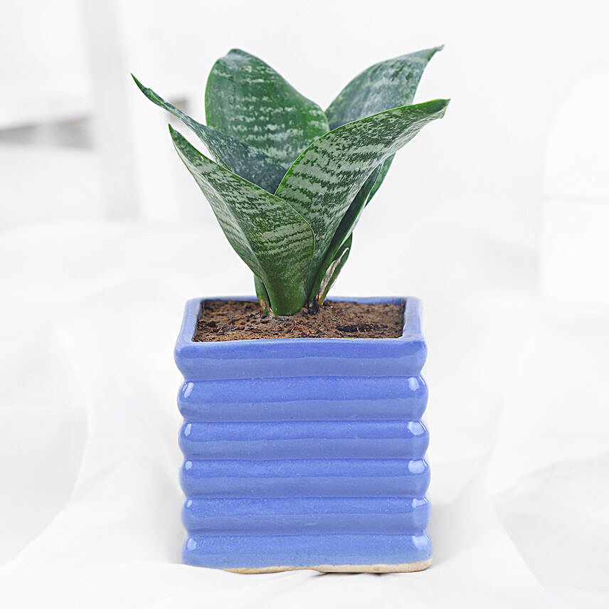 Green Sansevieria In Blue Ribbed Pot