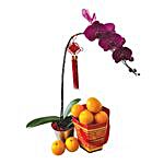 Mandarin Oranges Phalaenopsis Orchid Gift
