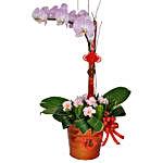 Luck Wishes Of Phalaenopsis Orchid