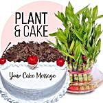 Black Forest Cake And Bamboo Plant Combo